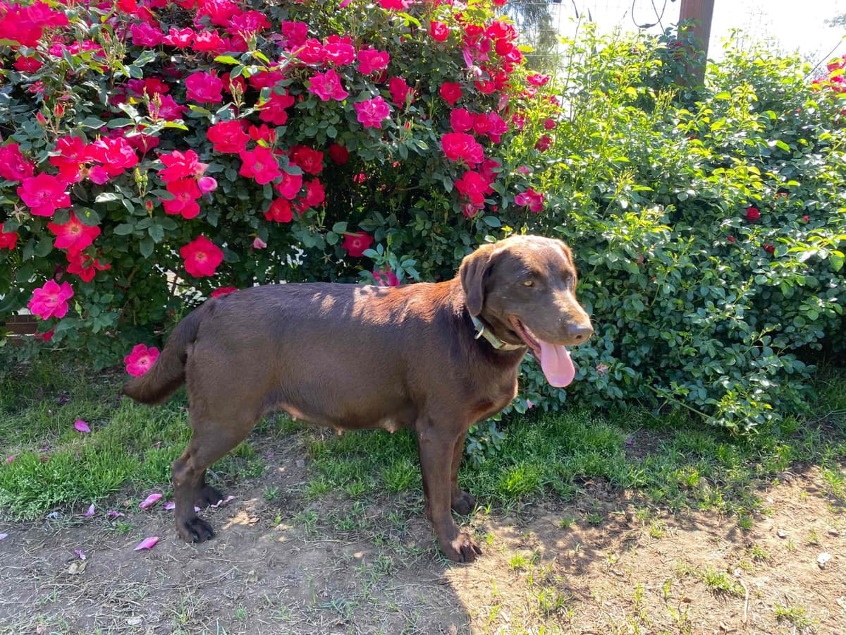 Labrador Retriever Puppies breeder image 12