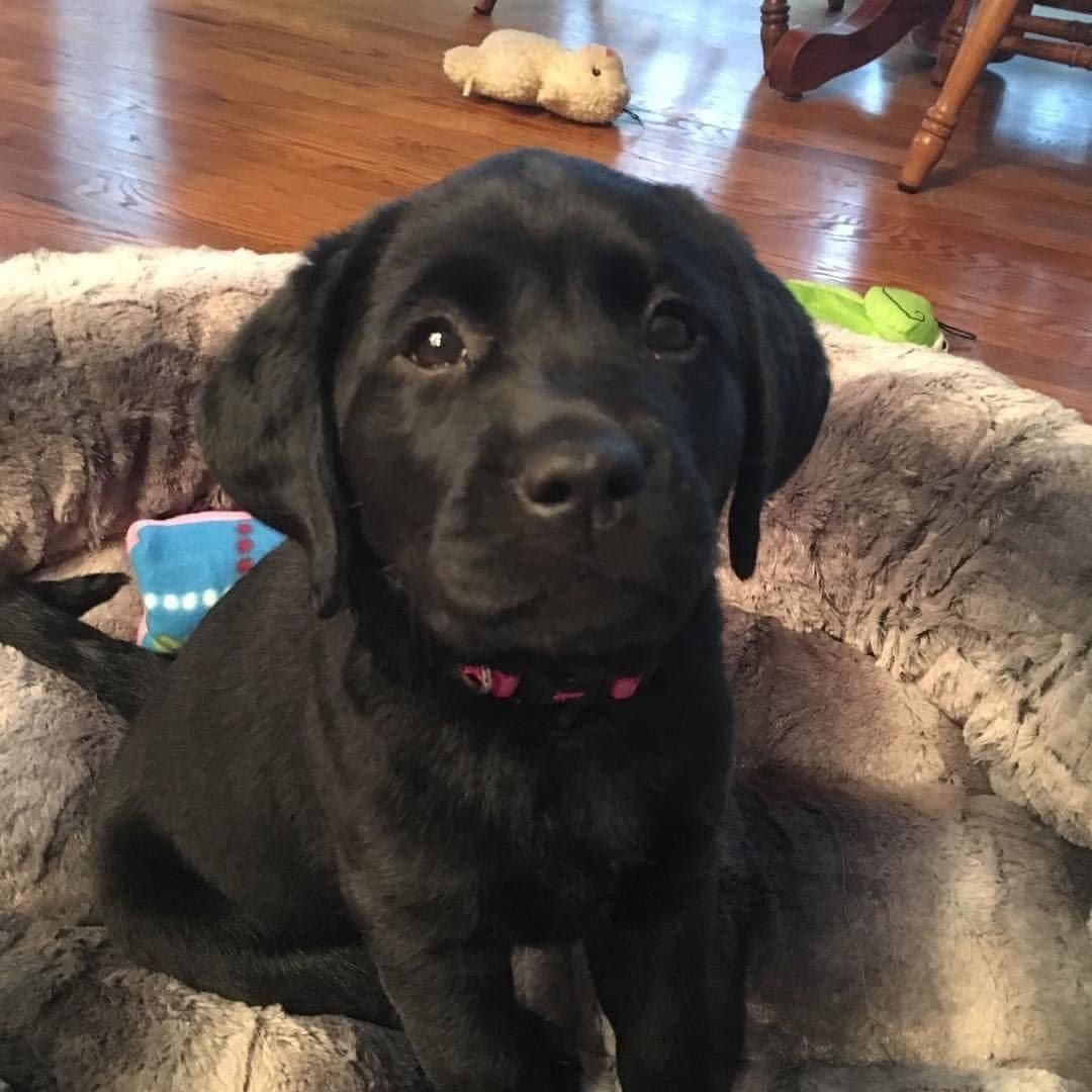 Labrador Retriever Puppies breeder image 8