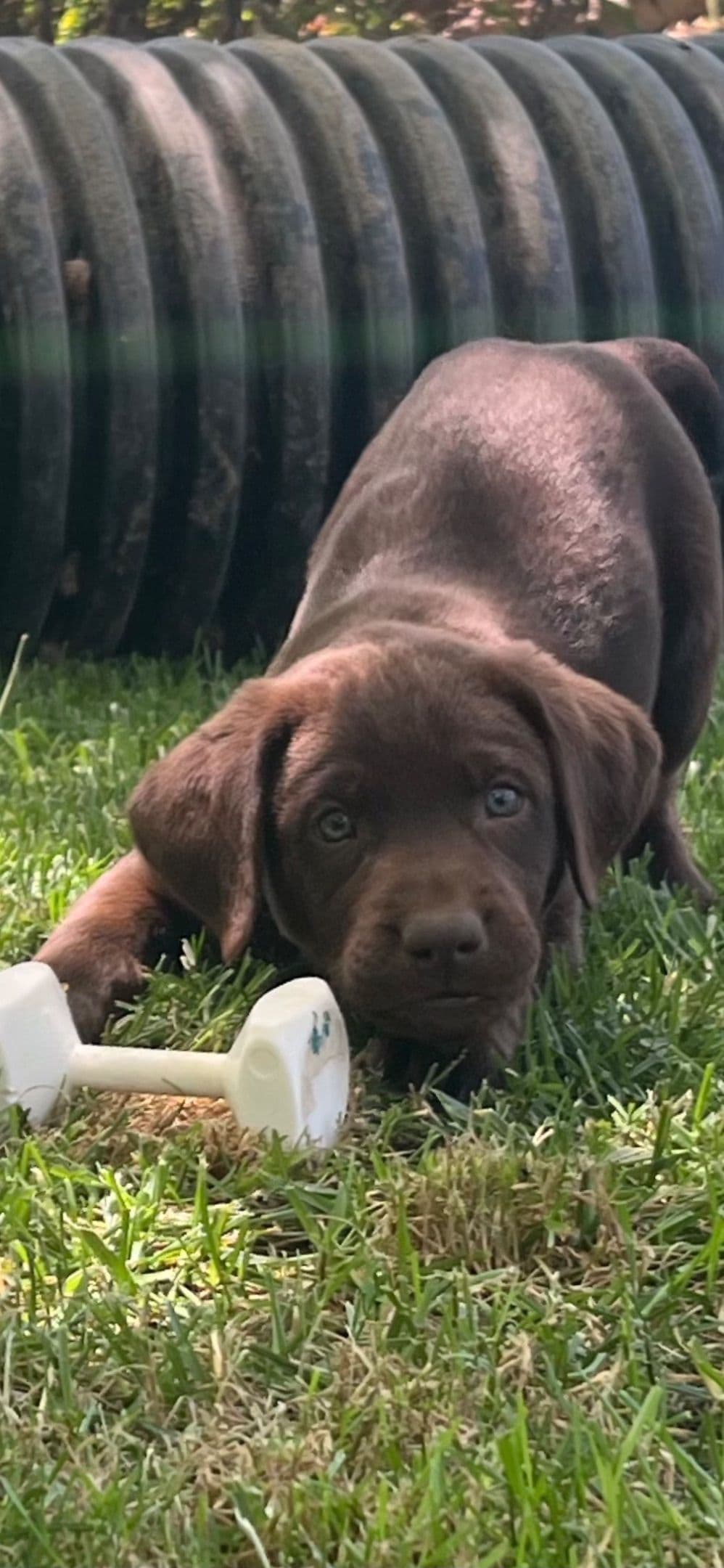 Labrador Retriever Puppies breeder image 13