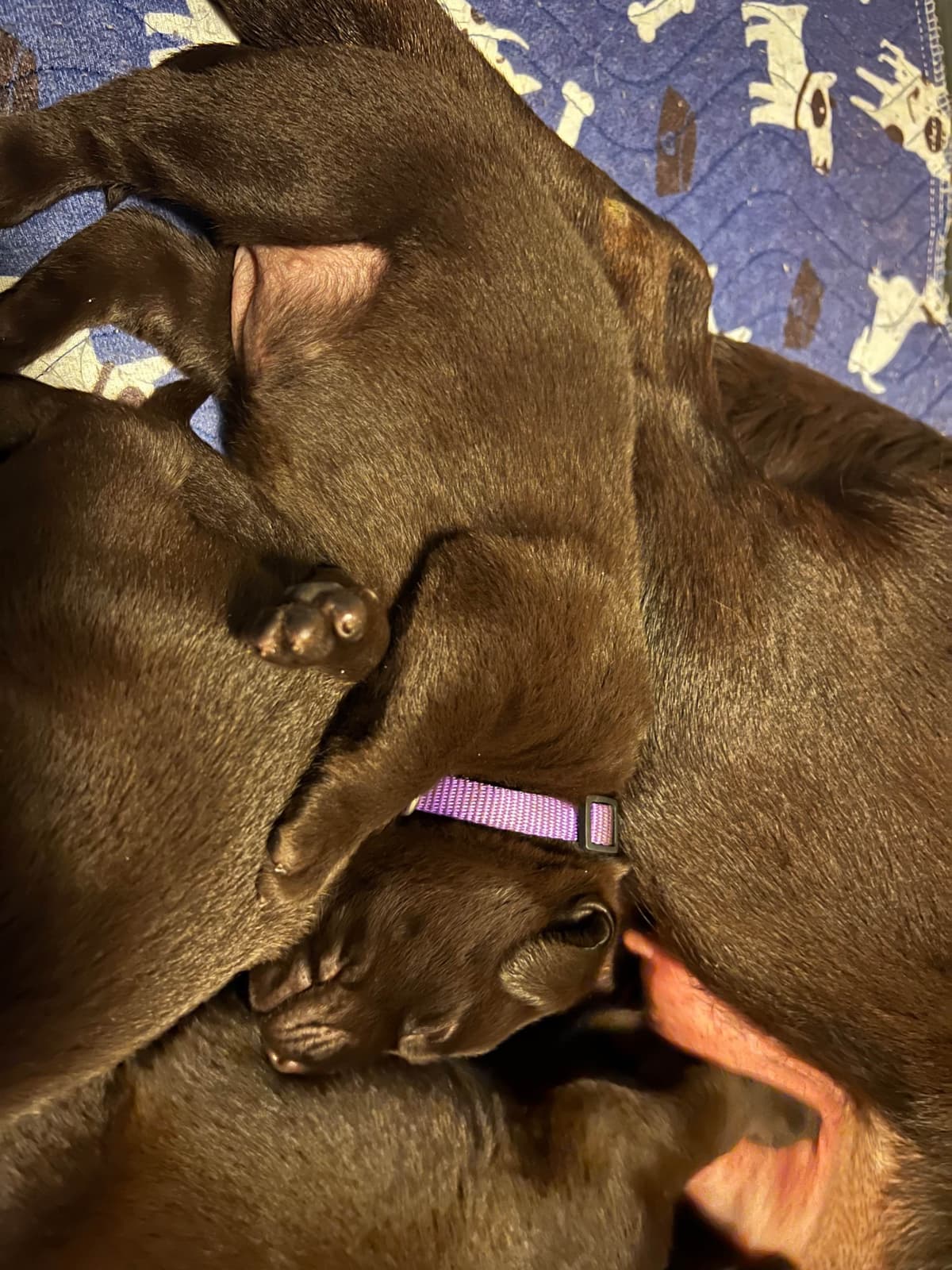 Labrador Retriever Puppies breeder image 15