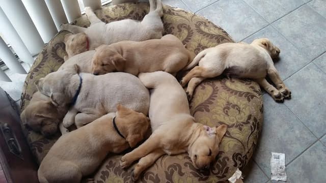 Labrador Retriever Puppies media 7