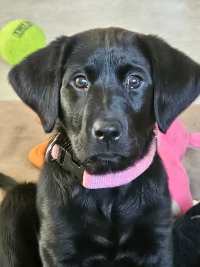 Labrador Retriever Puppies media 9