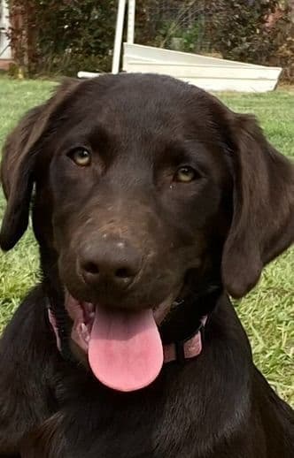 Labrador Retriever Puppies media 10