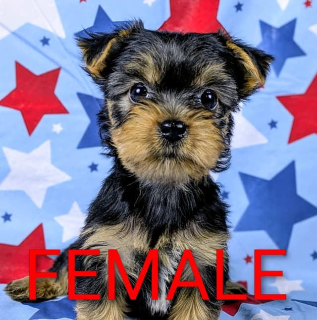 Yorkshire Terrier Puppies media 2