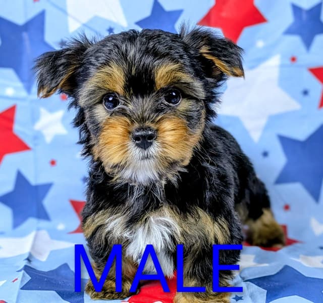 Yorkshire Terrier Puppies media 3