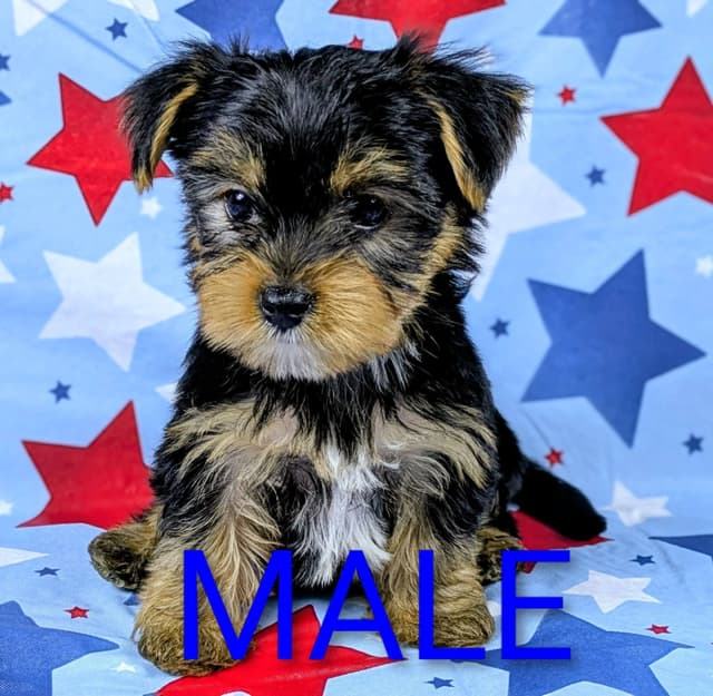 Yorkshire Terrier Puppies media 4