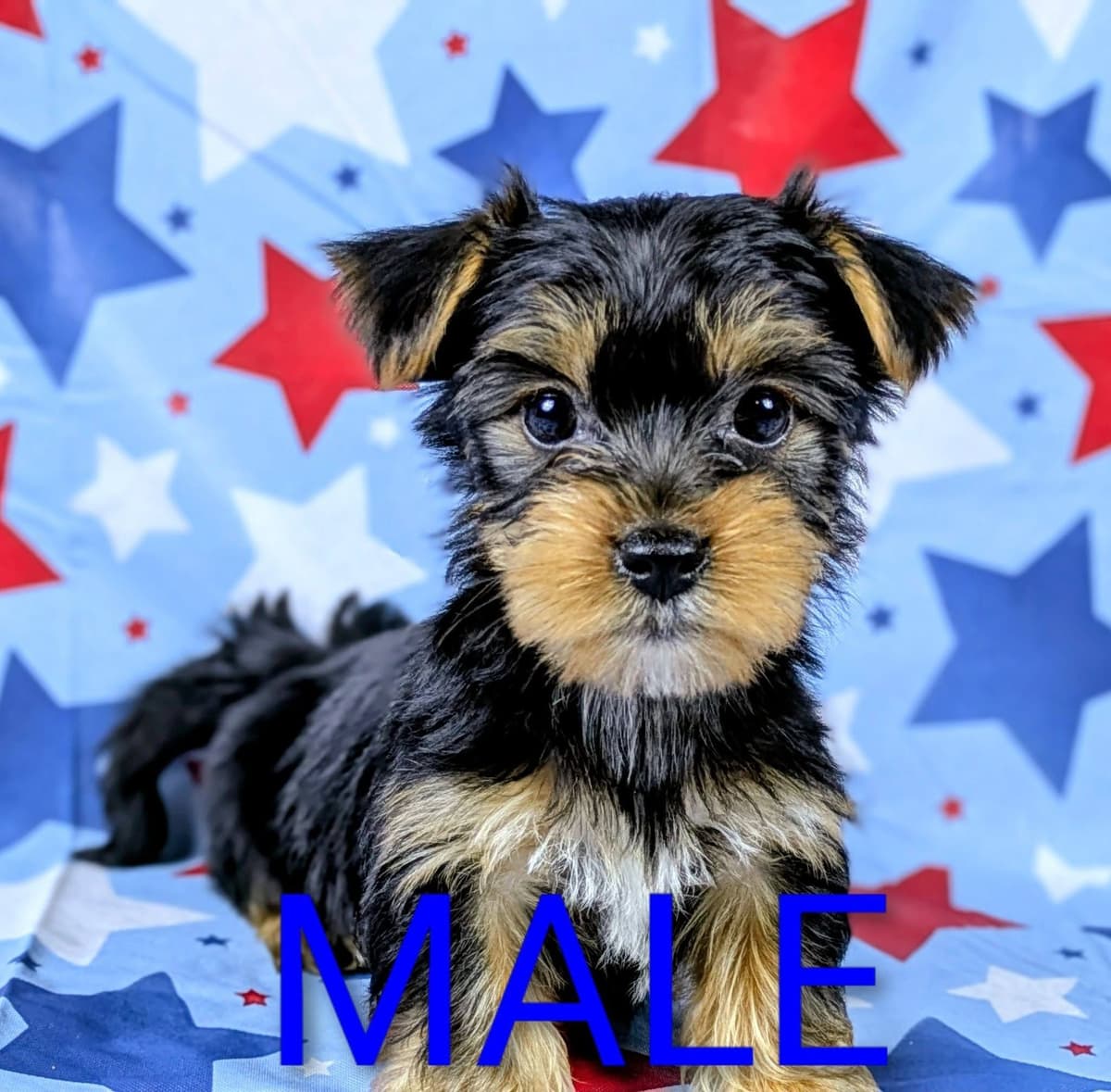 Yorkshire Terrier Puppies breeder image 1