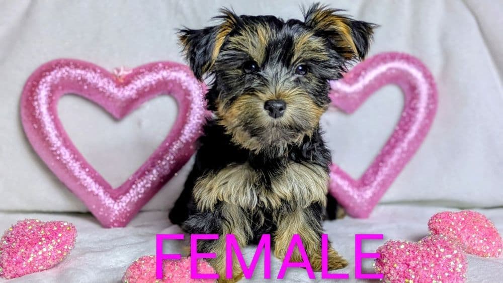 Yorkshire Terrier Puppies breeder image 5
