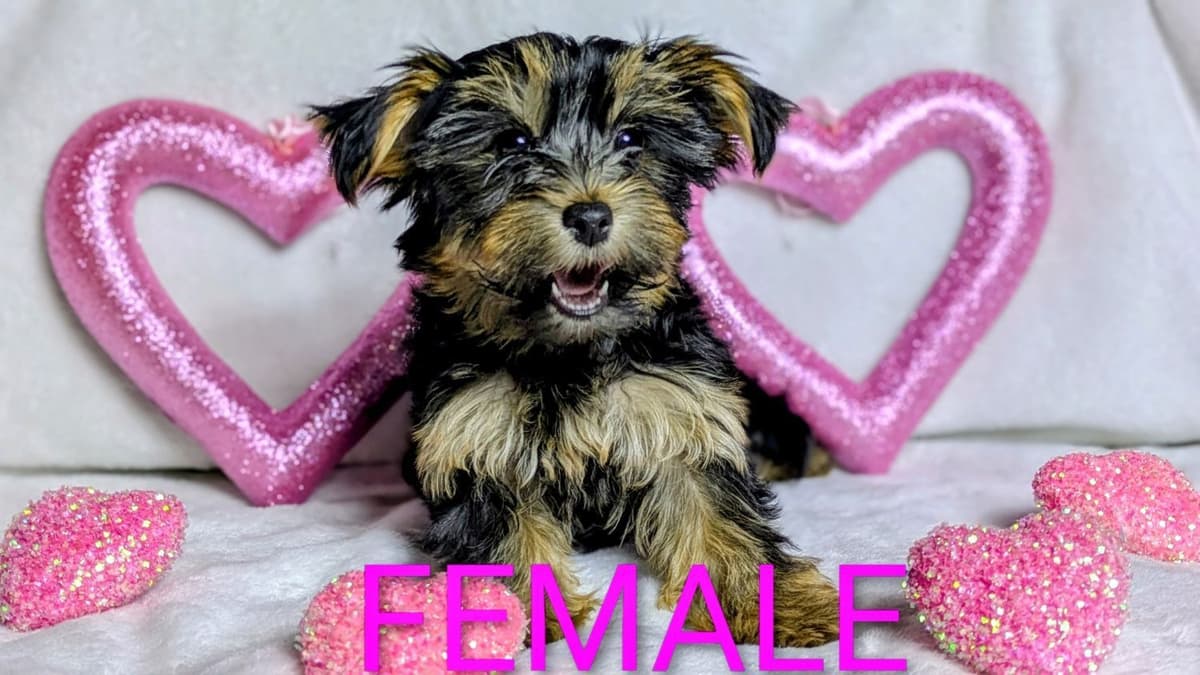 Yorkshire Terrier Puppies breeder image 6