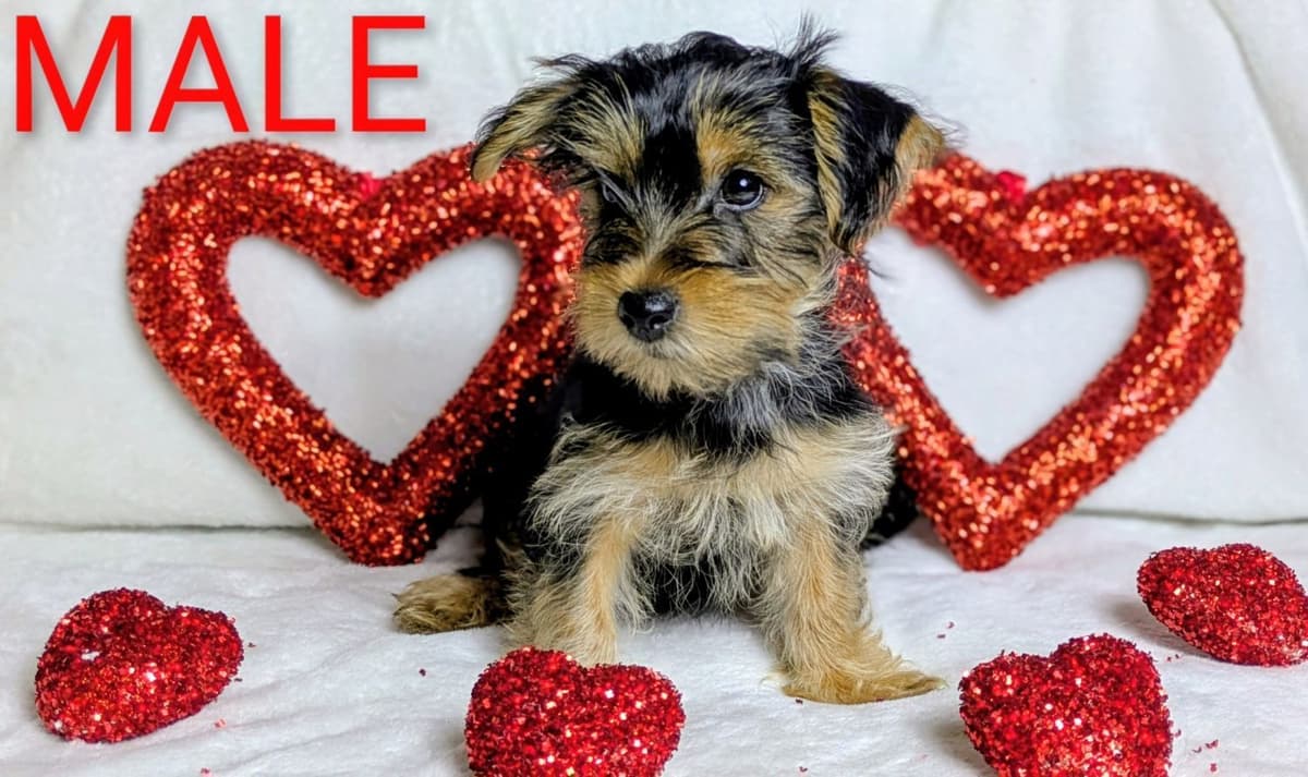 Yorkshire Terrier Puppies breeder image 7