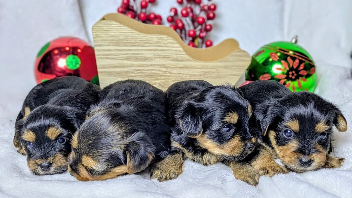 Yorkshire Terrier Puppies breeder image 10