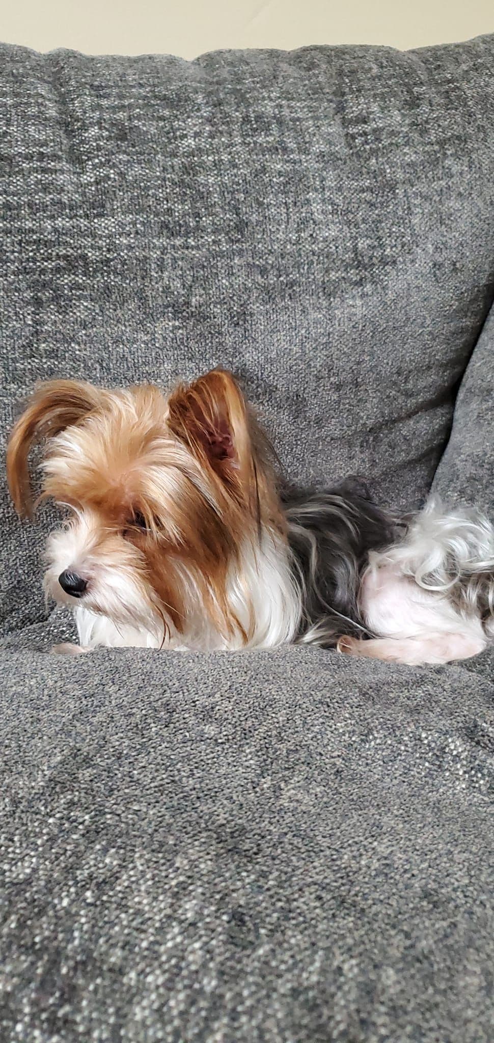 Yorkshire Terrier Puppies breeder image 12