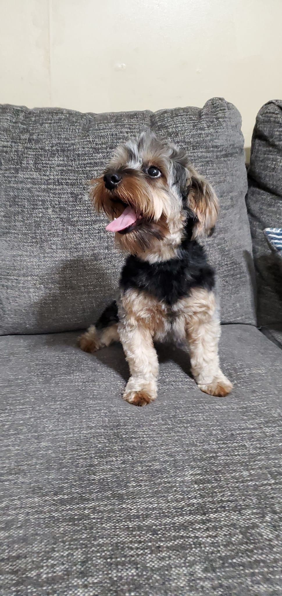 Yorkshire Terrier Puppies breeder image 9
