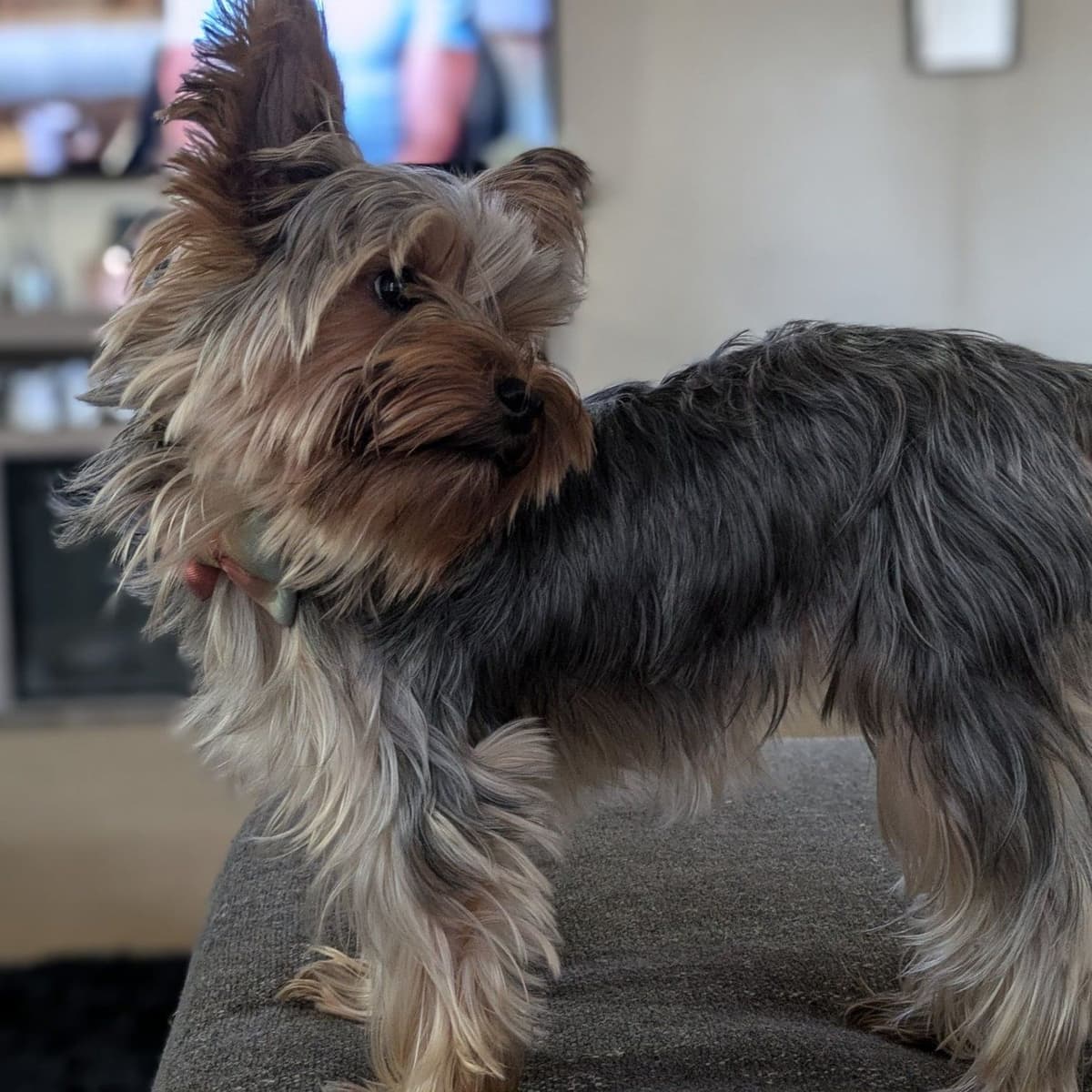 Yorkshire Terrier Puppies breeder image 11