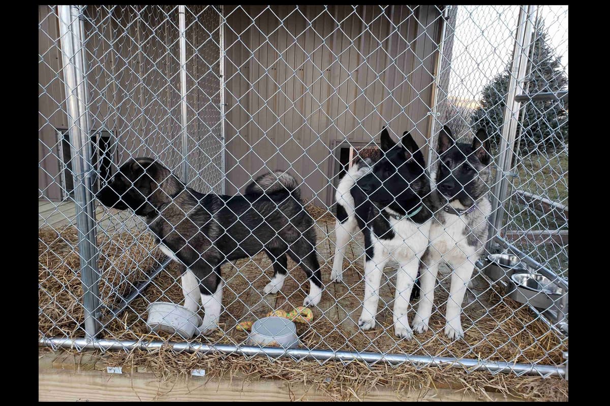 Akita Puppies breeder image 3