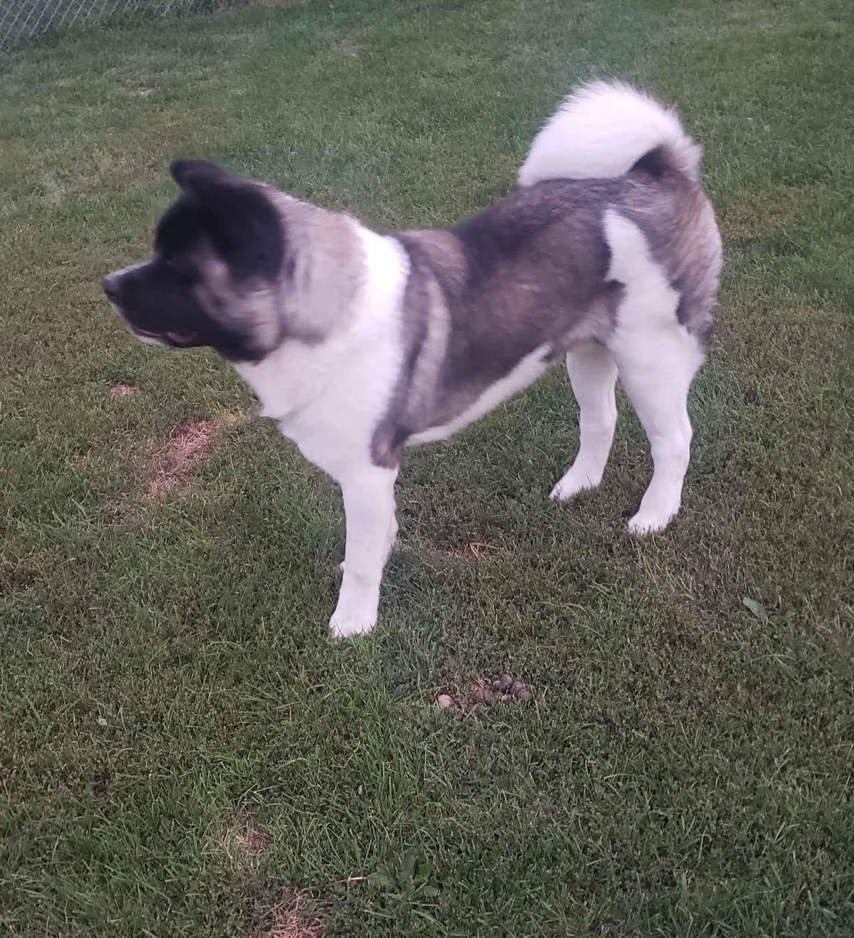 Akita Puppies breeder image 2
