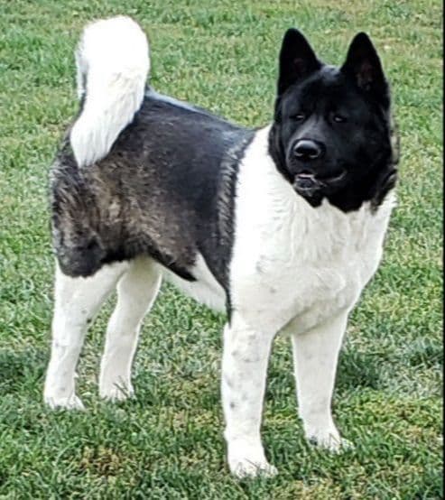 Akita Puppies breeder image 1