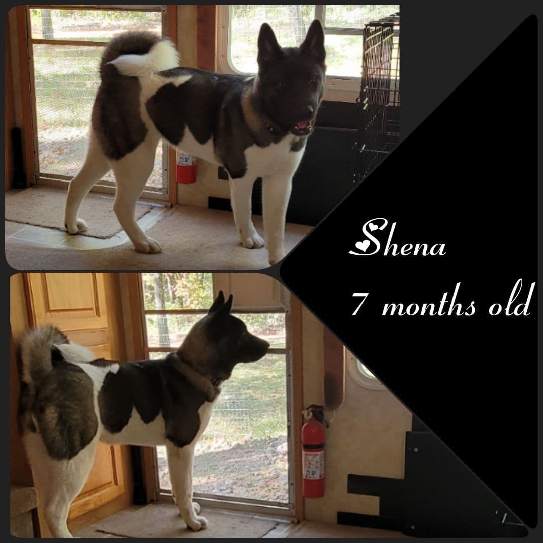 Akita Puppies breeder image 5