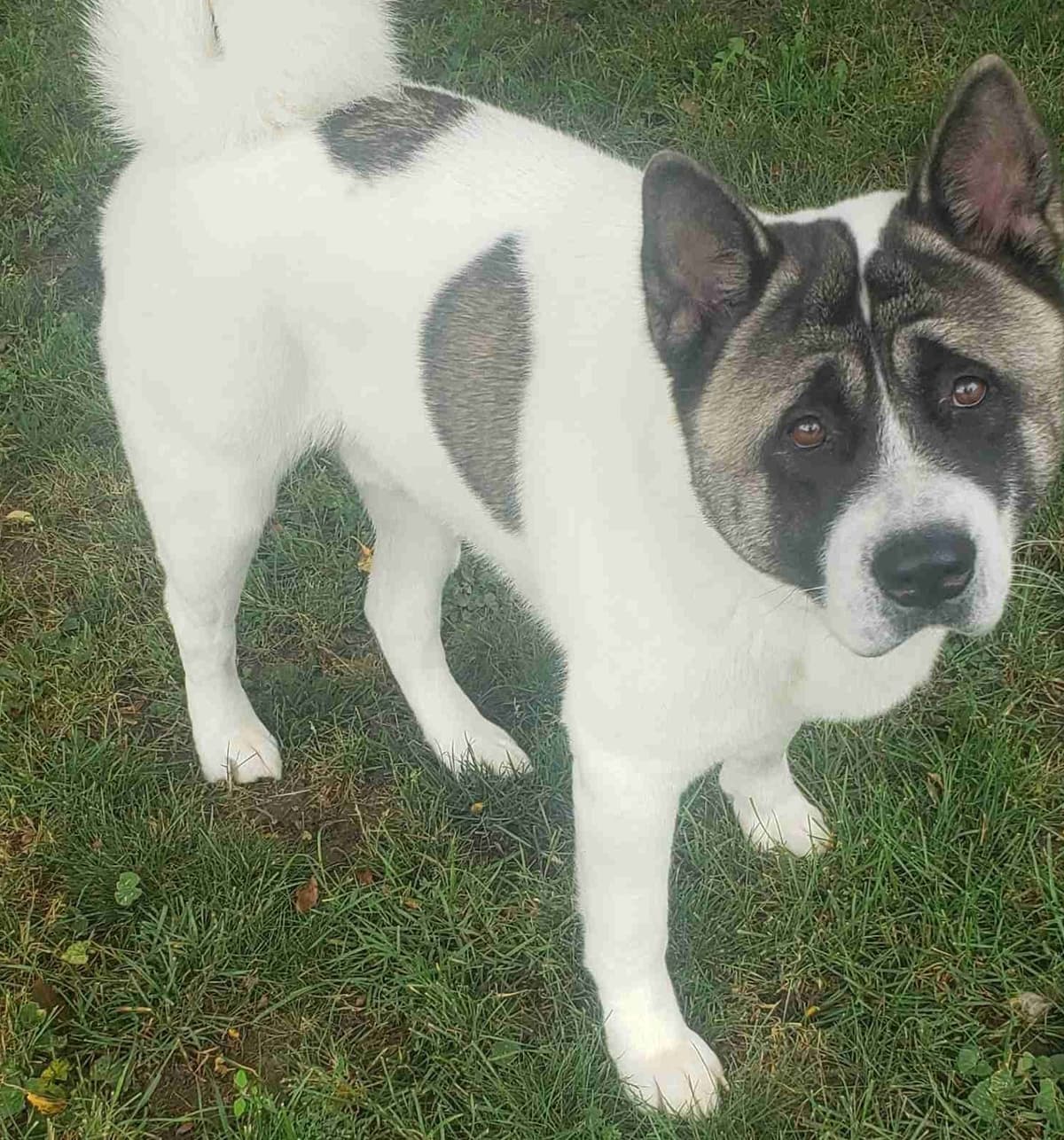 Akita Puppies breeder image 4