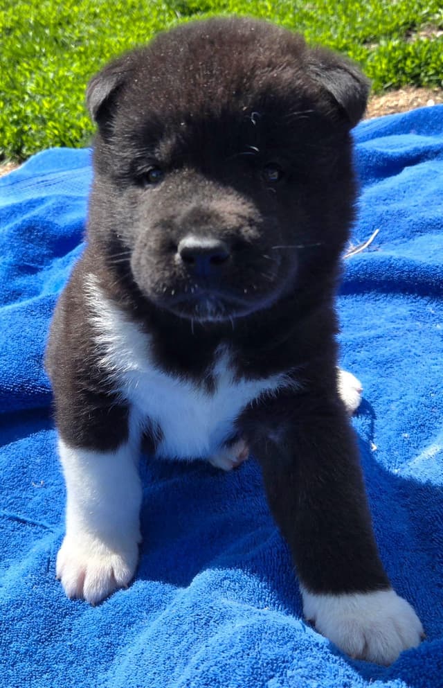 Akita Puppies media 14