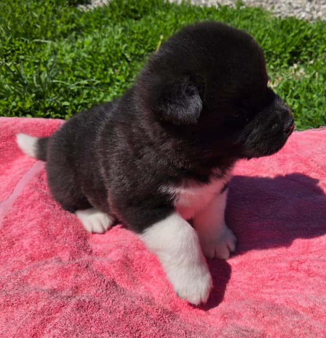 Akita Puppies media 9