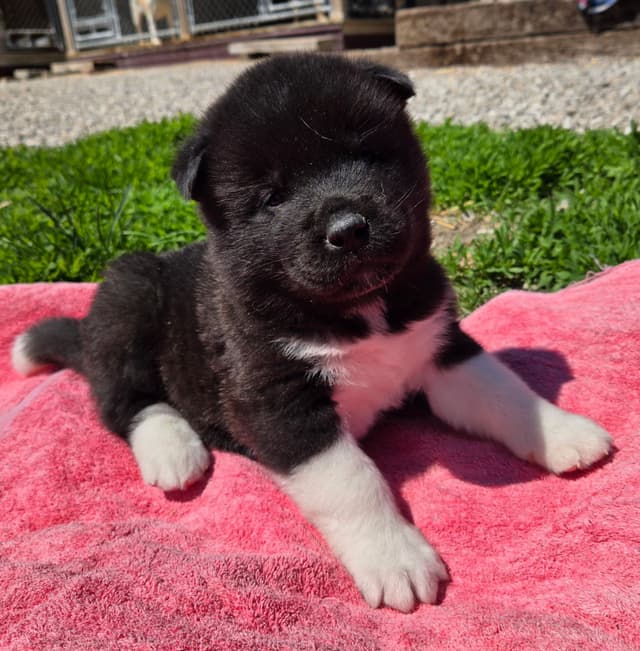 Akita Puppies media 10