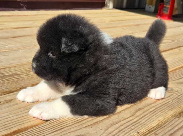 Akita Puppies champion bloodlines media 15
