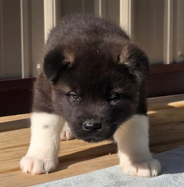 Akita Puppies media 12