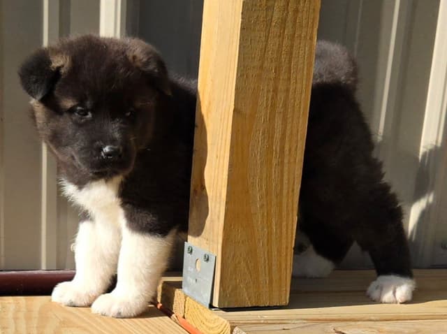 Akita Puppies media 13