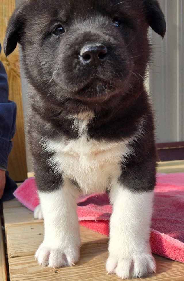 Akita Puppies media 7
