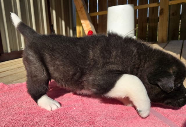 Akita Puppies media 6