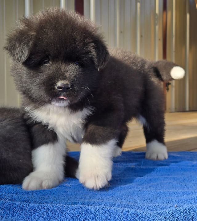 Akita Puppies champion bloodlines media 13