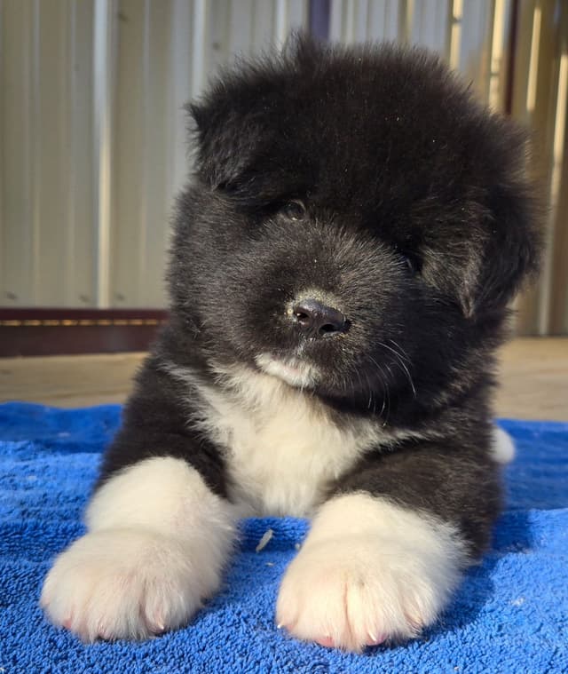Akita Puppies champion bloodlines media 3
