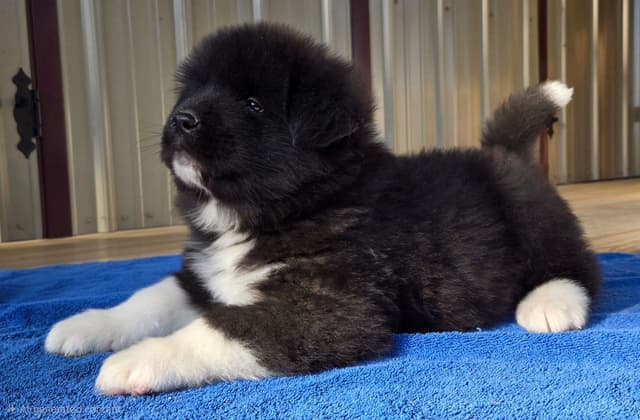 Akita Puppies champion bloodlines media 14