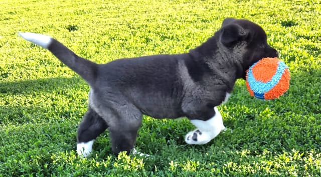 Akita Puppies media 3