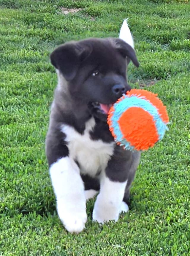 Akita Puppies media 4