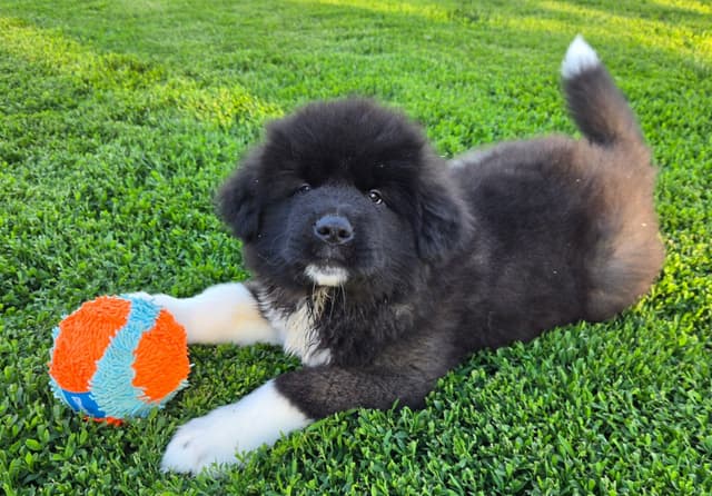 Akita Puppies champion bloodlines media 4