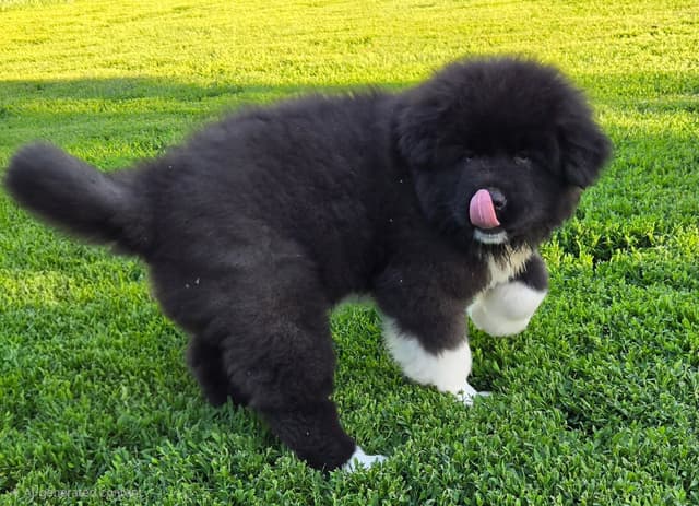 Akita Puppies champion bloodlines media 5