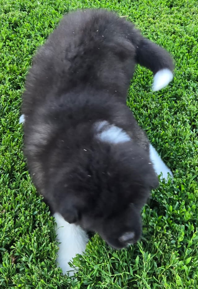 Akita Puppies champion bloodlines media 12