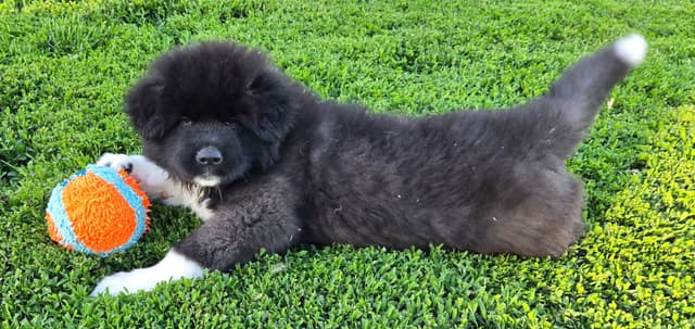 Akita Puppies champion bloodlines media 2