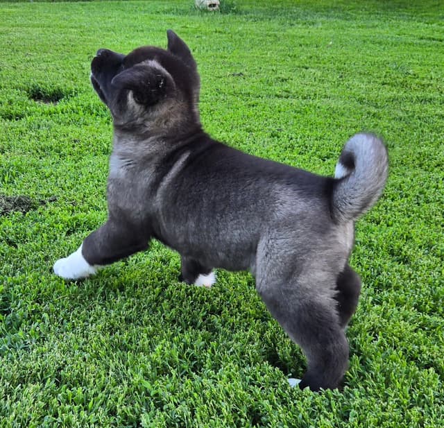 Akita Puppies champion bloodlines media 7