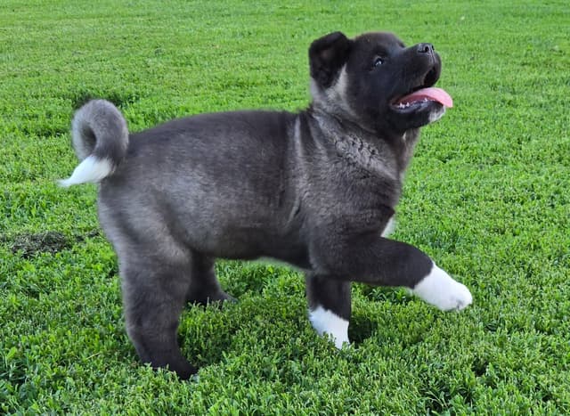Akita Puppies champion bloodlines media 8