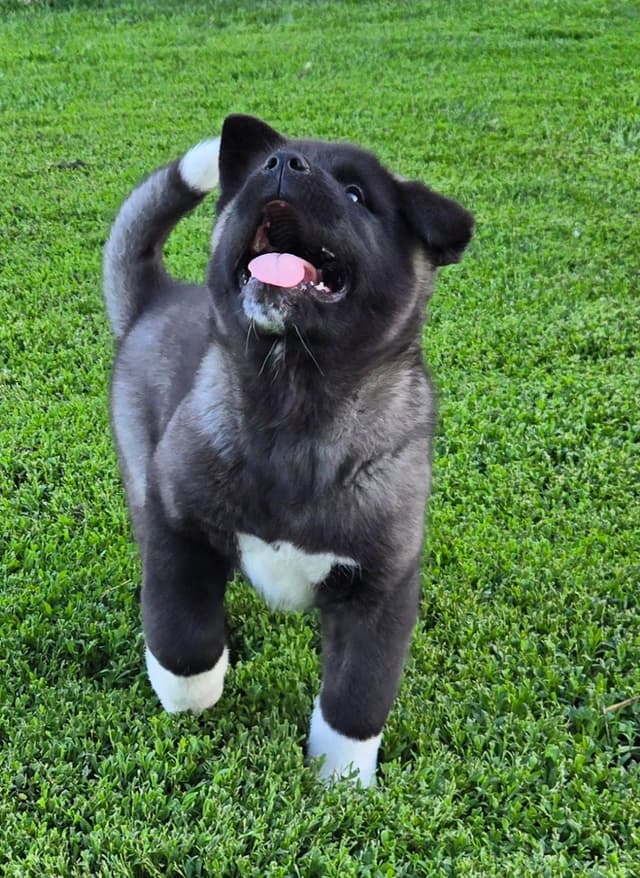 Akita Puppies champion bloodlines media 10