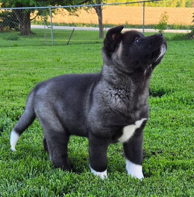 Akita Puppies champion bloodlines media 11