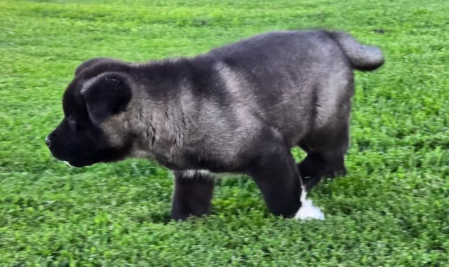 Akita Puppies champion bloodlines media 9