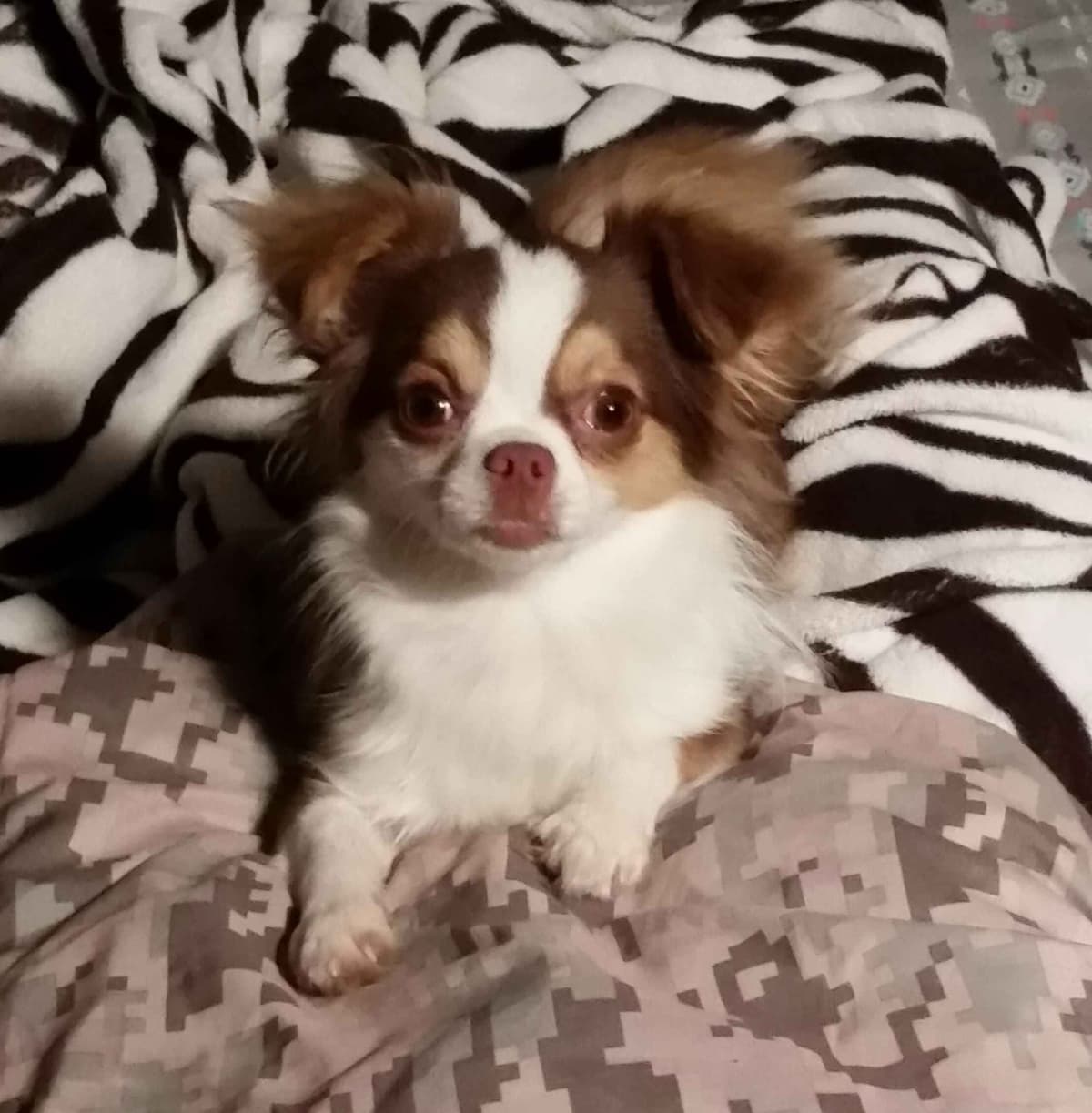 Sweet Long hair Chihuahua breeder image 4