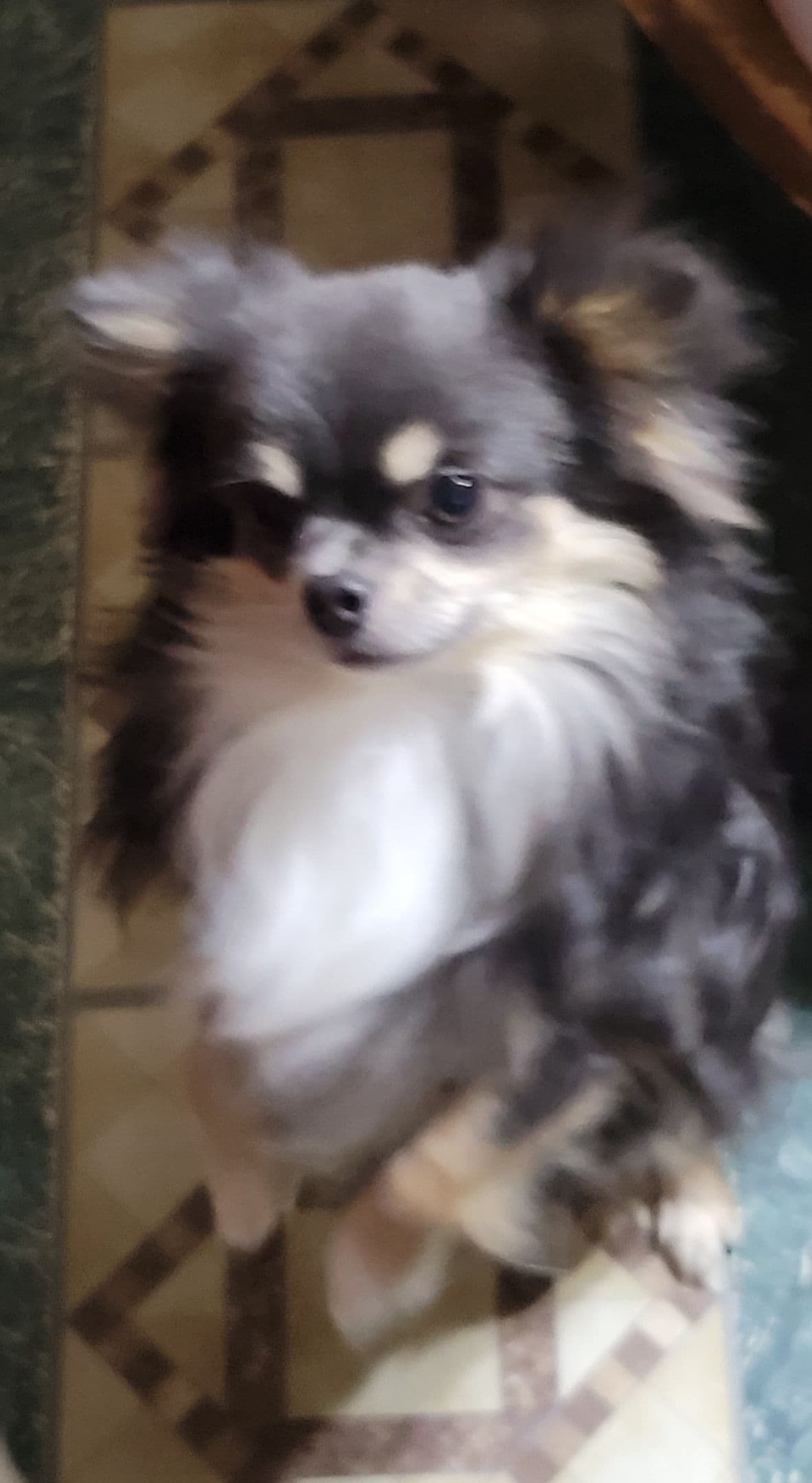 Sweet Long hair Chihuahua breeder image 3