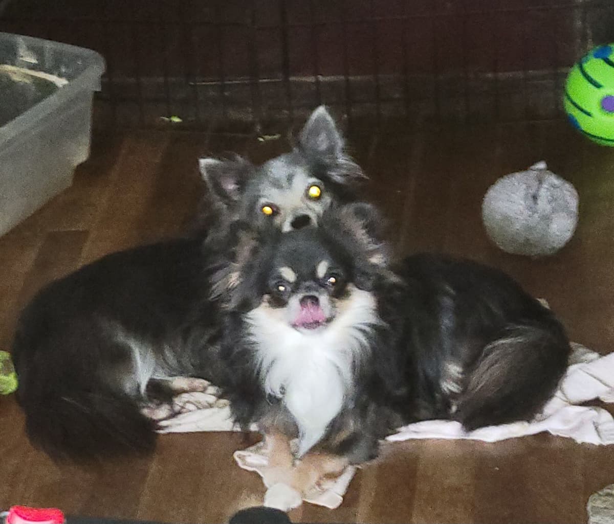 Sweet Long hair Chihuahua breeder image 2