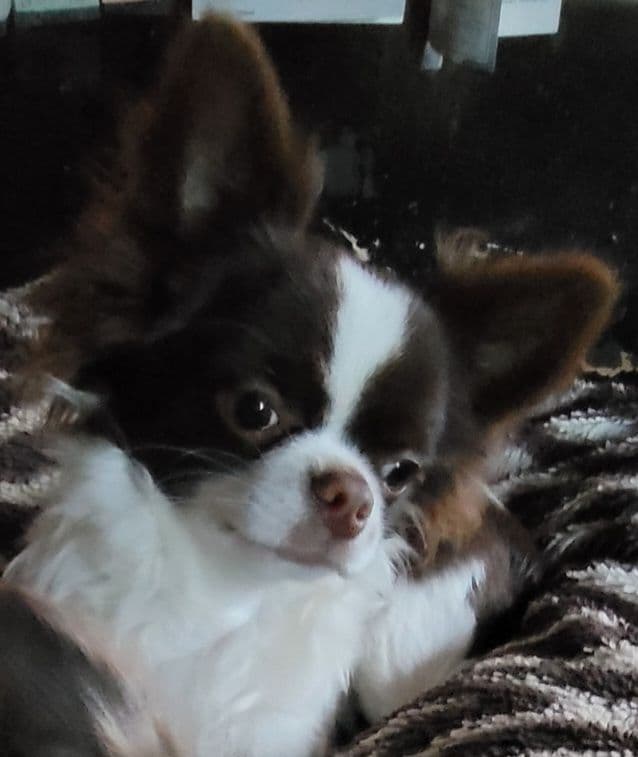 Sweet Long hair Chihuahua breeder image 6