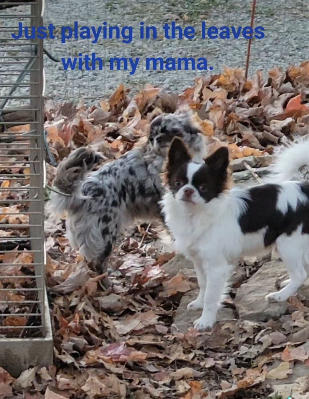 Sweet Long hair Chihuahua breeder image 7